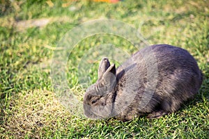 Cottontail bunny rabbit eating grass in the garden