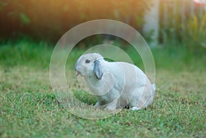 Cottontail bunny rabbit eating grass in the garden.