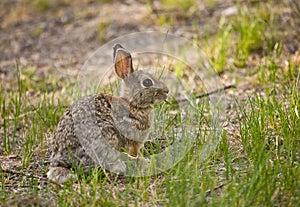 Cottontail Rabbit #1