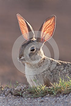 Cottontail Rabbit