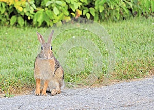 Cottontail Rabbit