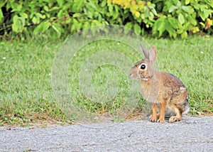 Cottontail Rabbit