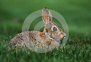 Cottontail Rabbit