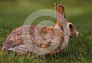 Cottontail Rabbit