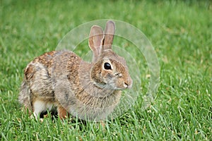 Cottontail Rabbit