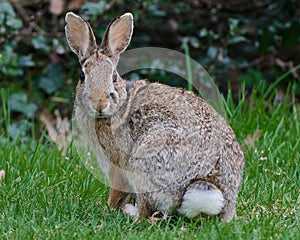 Cottontail Rabbit