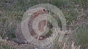 Cottontail Rabbit