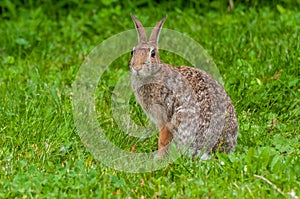 Cottontail Rabbit