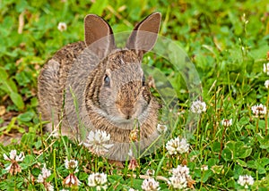 Cottontail Rabbit