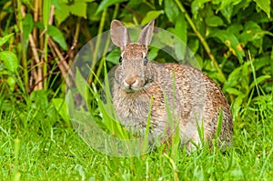 Cottontail Rabbit