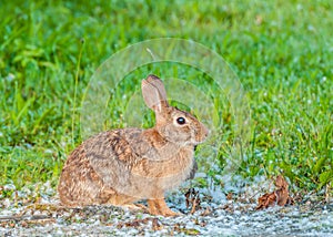 Cottontail Rabbit