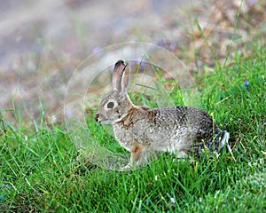 Cottontail Rabbit