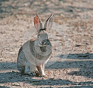 Cottontail Rabbit #5