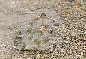 Cottontail Rabbit #6