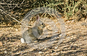 Cottontail Rabbit #6