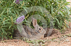 Cottontail Rabbit