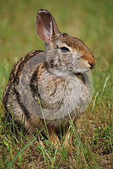 Cottontail Rabbit