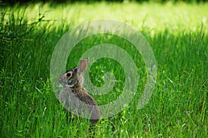 Cottontail Rabbit