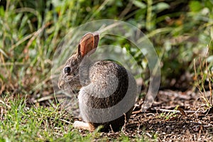 Cottontail Rabbit alertly watching something photo