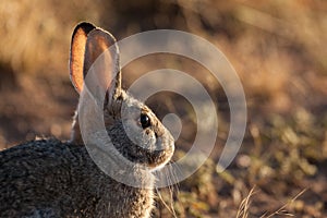 Cottontail Rabbit Backlit