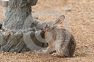 Cottontail Rabbit at a Bird Bath