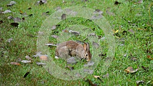 Cottontail Rabbit Browsing