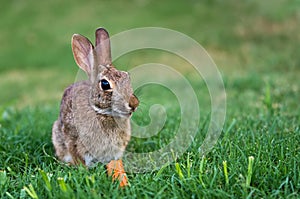Cottontail rabbit bunny
