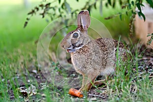 Cottontail rabbit bunny eating carrot