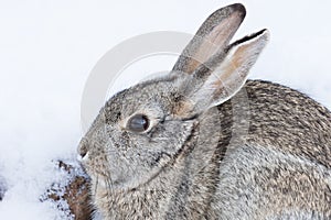 Cottontail Rabbit Close Up