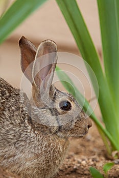 Cottontail Rabbit Close Up Portrait