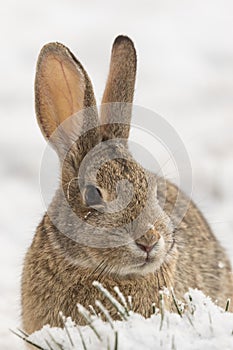Cottontail Rabbit Close Up in Snow