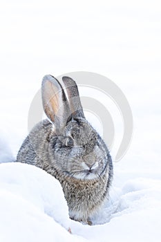 Cottontail Rabbit in Deep Snow