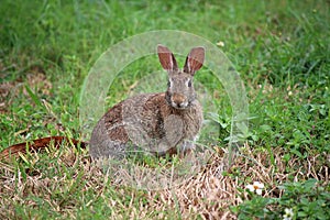 Cottontail rabbit, Eastern Cottontail Rabbit Sylvilagus floridanus