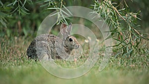 Cottontail rabbit eating grass from a short lawn