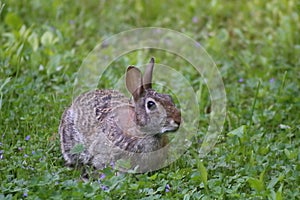 Cottontail Rabbit eating grass on a spring day