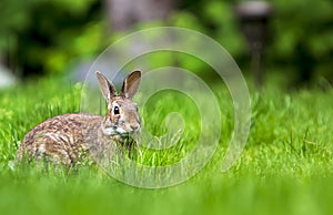 Cottontail Rabbit Facing forward while eating grass