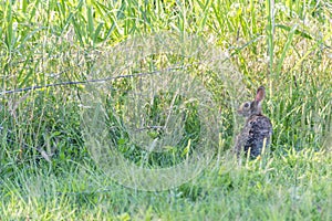 Cottontail Rabbit in Field