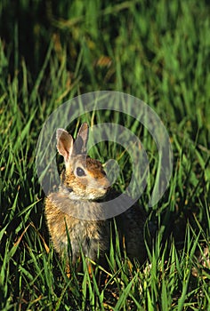 Cottontail Rabbit in Grass