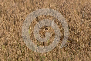 Cottontail Rabbit Hiding