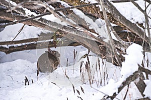 Cottontail rabbit hiding under branches in snow