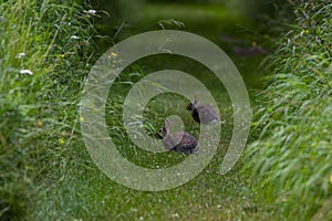 The Cottontail rabbit Lepus sylvaticus