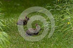 The Cottontail rabbit Lepus sylvaticus