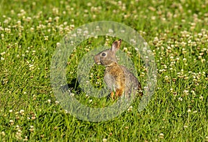 Cottontail rabbit Lepus sylvaticus