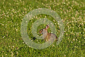 Cottontail rabbit Lepus sylvaticus