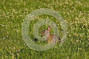 Cottontail rabbit Lepus sylvaticus photo