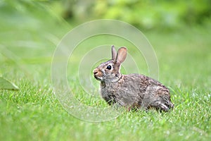 Cottontail Rabbit in a meadow at Exner Marsh Nature Preserve Illinois