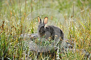 Cottontail rabbit in meadow after the rain