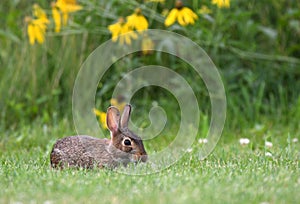 Cottontail Rabbit in a meadow with wildflowers, Exner Marsh Illinois