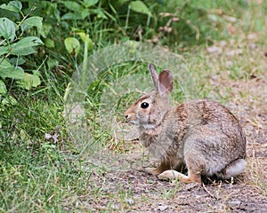 Cottontail Rabbit On A Path