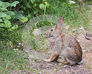 Cottontail Rabbit On A Path